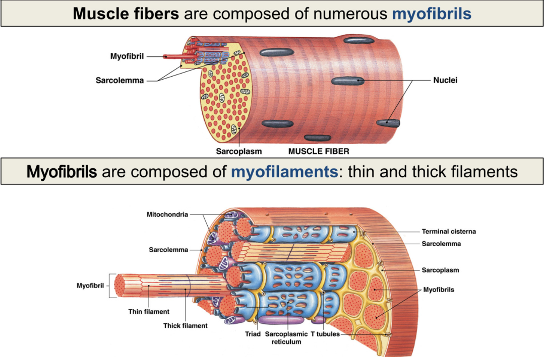<ul><li><p><strong>muscle fibers</strong> made of many <strong>myofibrils (made of many repeating sarcomeres)cc</strong></p></li><li><p><strong>myofibrils&nbsp;</strong>made of many myofilaments: thin (actin) and thick (myosin) filaments</p></li><li><p>sarcoplasmic reticulum stores calcium&nbsp;</p></li></ul><p></p>