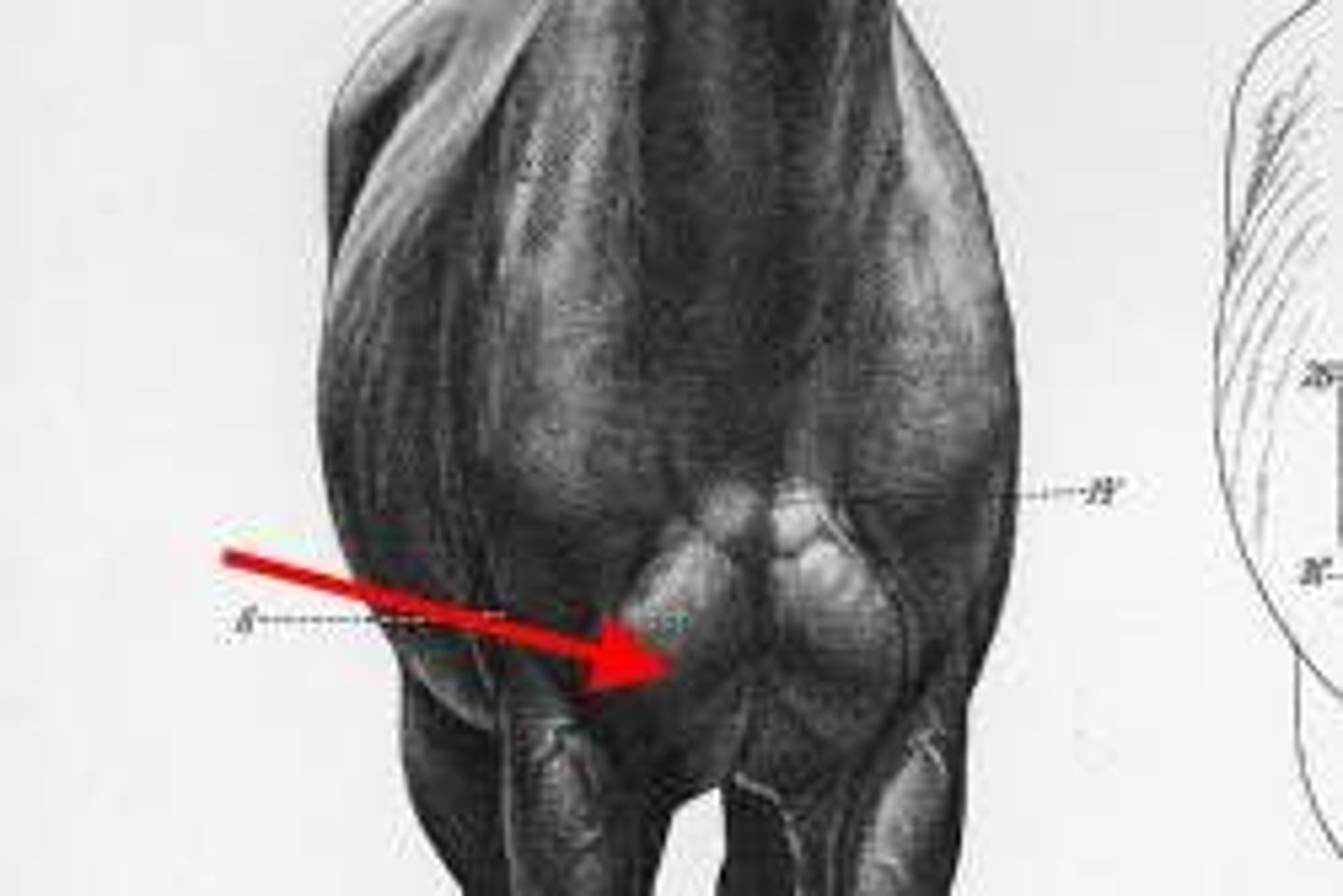 <p>Chest</p>