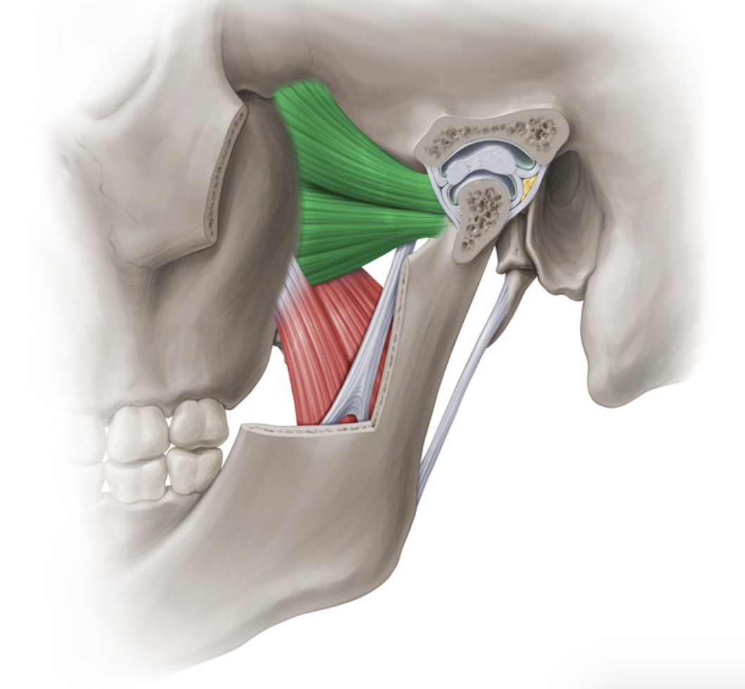 <p>origin : greater wing sphenoid insertion : condylar process of mandible</p>