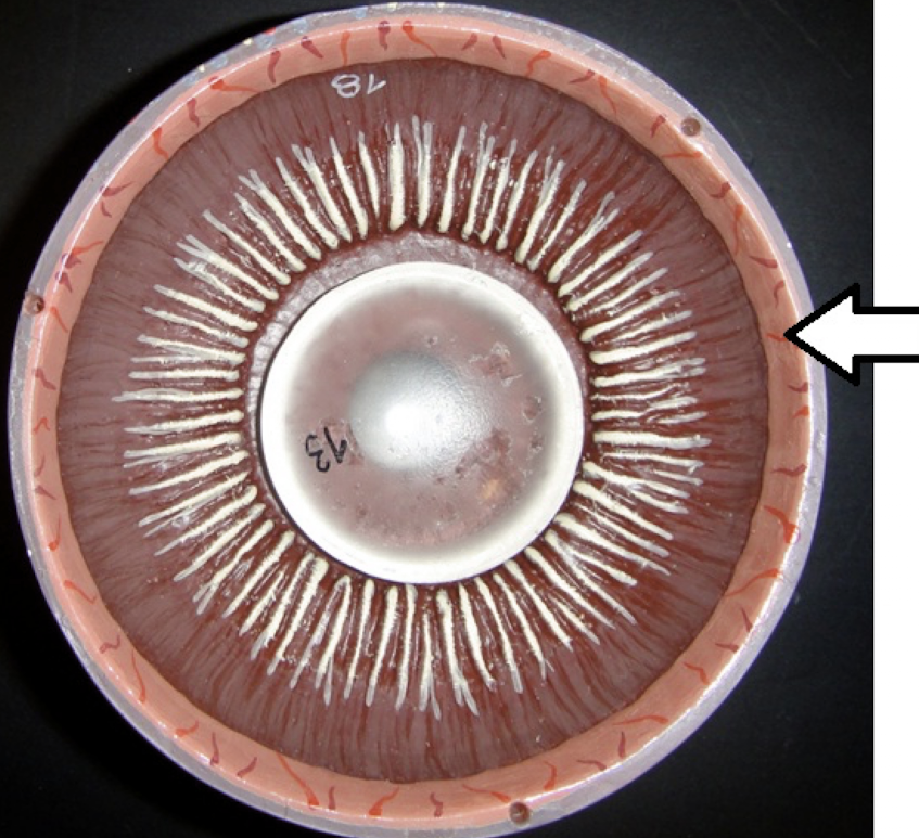 <p>identify the layer (lighter pink)</p>