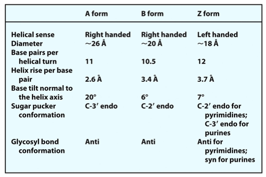 <p>A, B (B is normal) and Z (left handed helix)</p>