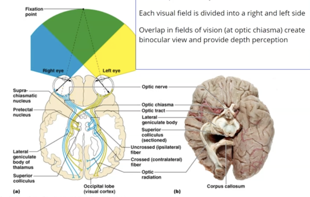 <p>Visual information is processed by the opposite side of the brain from which it enters, ex. right field of vision processed by left side of brain</p>