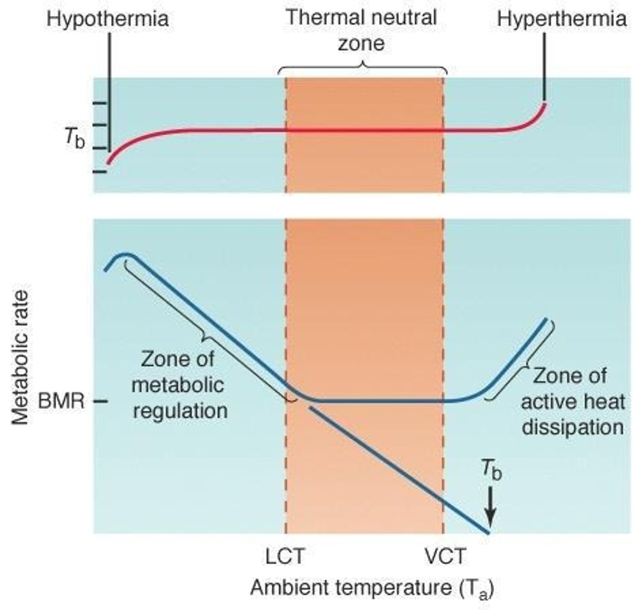<p>The highest ambient temperature at which normal body temperature can be maintained without increasing metabolic rate.</p>