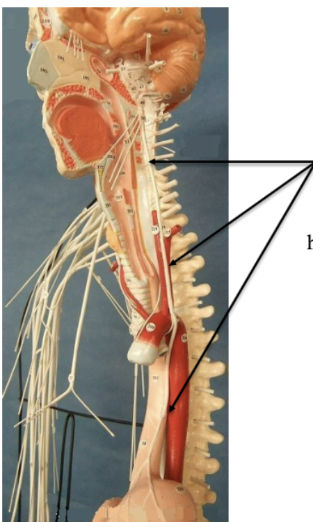 <p>Label nerve </p>