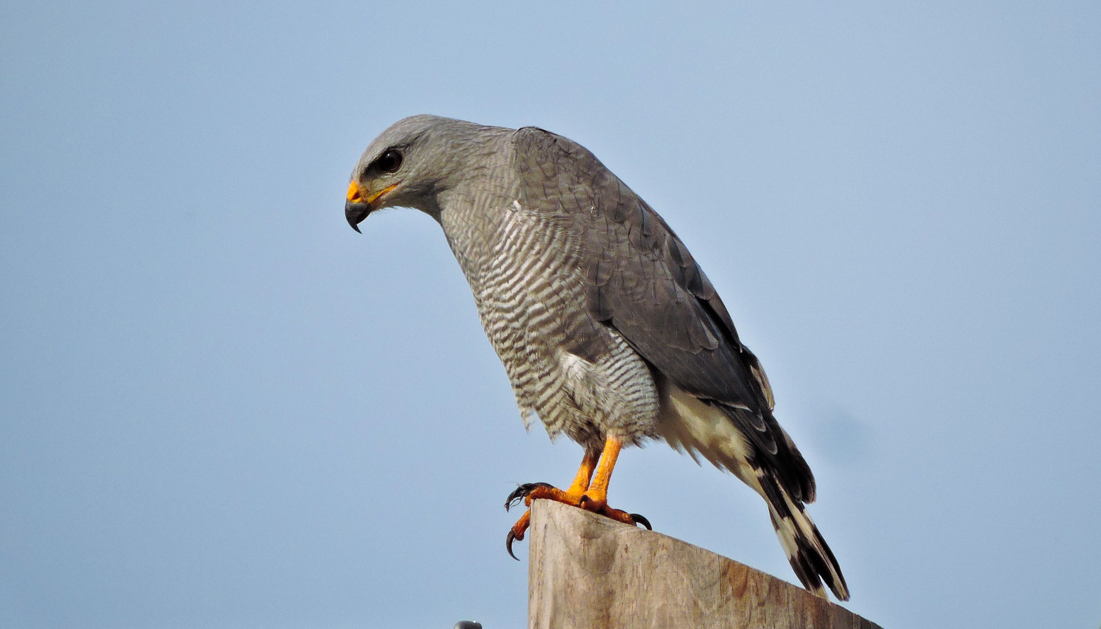 <p>Gray hawk</p>