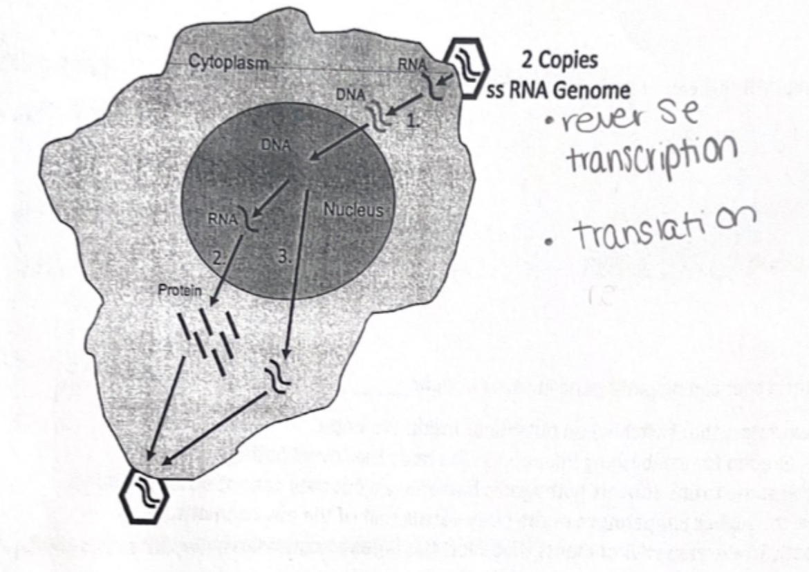 <p><span>Identify the correct biological process occurring for each numbered step in the diagram of the retrovirus (HIV) lifecycle below.</span></p>