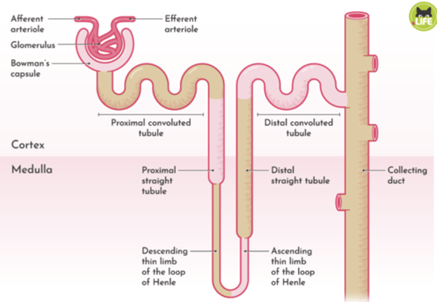 <p>Bowman’s Capsule:</p><p>Proximal Convoluted Tubule (PCT):</p><p>Henle’s Loop (Loop of Henle):</p><p>Distal Convoluted Tubule (DCT):</p><p>Collecting Tubule:</p>