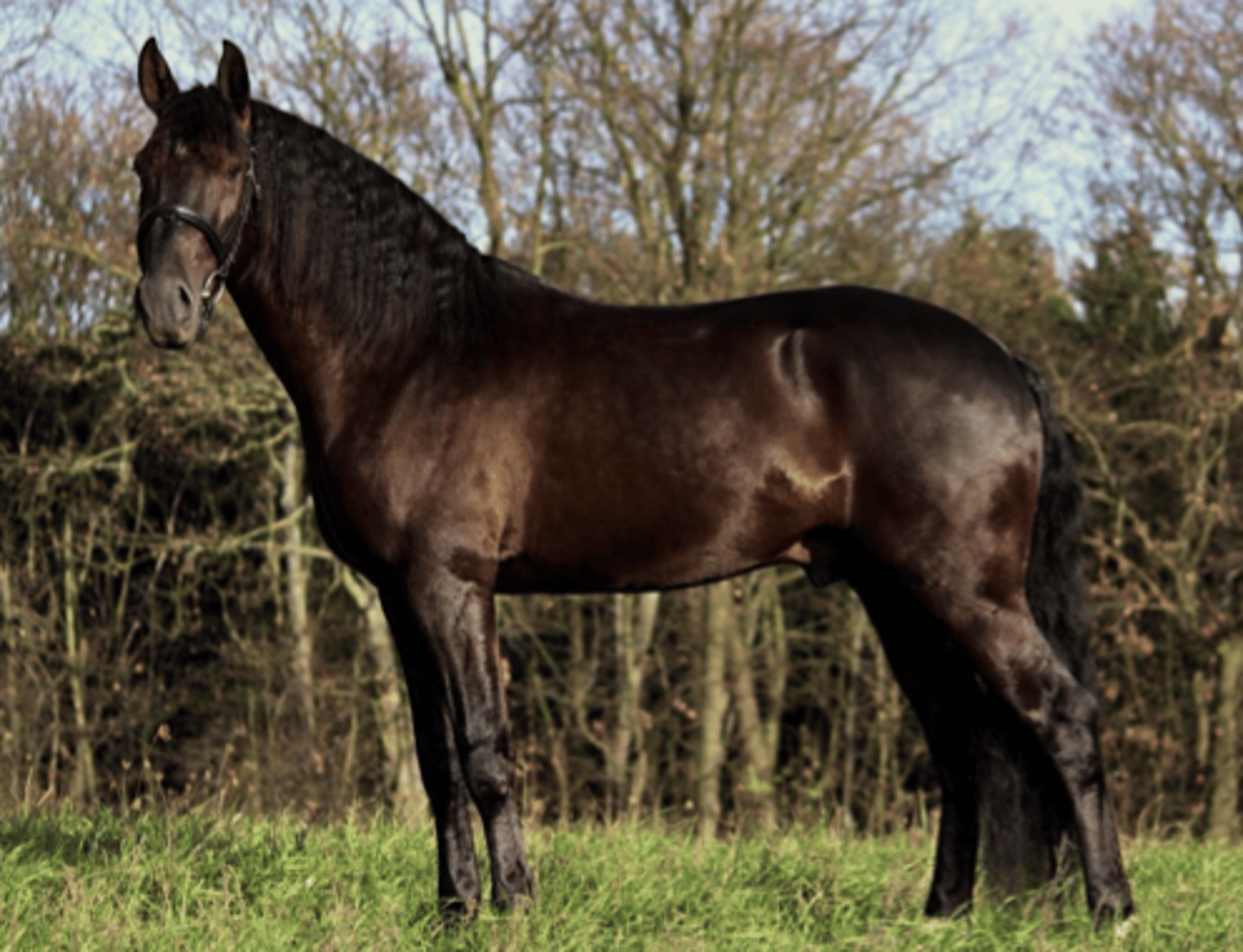 <p>Long limbs, Eumetric, racing and dressage, trotting horse</p>