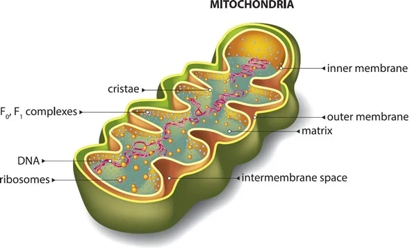 <ul><li><p>They may be spherical, rod shaped or branched and are 2-5 micrometres long</p></li><li><p>They are surrounded by 2 membranes with a fluid-filled space between them called the intermembrane space:</p><ul><li><p>The inner membrane</p></li><li><p>The outer membrane</p></li></ul></li><li><p>The inner membrane is highly folded into cristae</p></li><li><p>The inner per of the mitochondrion is a fluid-filled matrix</p></li></ul>