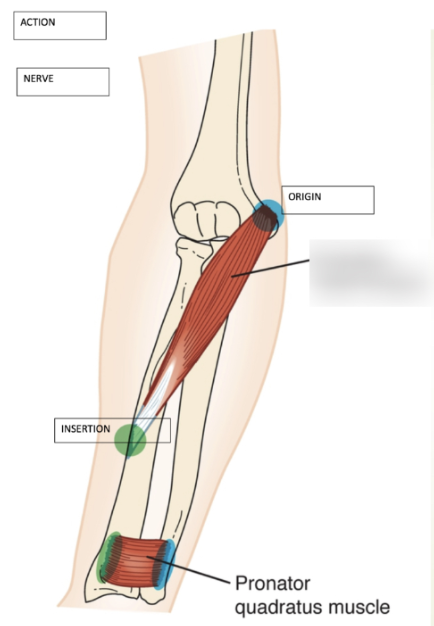 <ul><li><p><strong><u><span style="font-family: Arial, sans-serif">Origin</span></u></strong><span style="font-family: Arial, sans-serif">: DISTAL </span><strong><span style="font-family: Arial, sans-serif">MEDIAL </span></strong><span style="font-family: Arial, sans-serif">SUPRACONDYLAR RIDGE </span><u><span style="font-family: Arial, sans-serif">HUMERUS </span></u><span style="font-family: Arial, sans-serif">and </span><strong><span style="font-family: Arial, sans-serif">MEDIAL SIDE of the PROXIMAL ulna</span></strong></p></li><li><p><strong><u><span style="font-family: Arial, sans-serif">Insertion</span></u></strong><span style="font-family: Arial, sans-serif">:&nbsp; </span><strong><span style="font-family: Arial, sans-serif">LATERAL&nbsp; </span></strong><span style="font-family: Arial, sans-serif">(</span><strong><span style="font-family: Arial, sans-serif">MIDDLE⅓</span></strong><span style="font-family: Arial, sans-serif">) </span><strong><span style="font-family: Arial, sans-serif">RADIUS</span></strong></p></li><li><p><strong><u><span style="font-family: Arial, sans-serif">Action(s)</span></u></strong><span style="font-family: Arial, sans-serif">:&nbsp;</span></p><ul><li><p><span style="font-family: Arial, sans-serif">PRONATION of the forearm,&nbsp;</span></p></li><li><p><span style="font-family: Arial, sans-serif">WEAK ELBOW FLEXION</span></p></li></ul></li><li><p><strong><u><span style="font-family: Arial, sans-serif">Antagonist</span></u></strong><span style="font-family: Arial, sans-serif">: supinator muscles</span></p></li></ul>