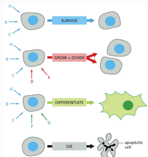 <p><span><u>Signal integration</u> = cells must integrate and respond to multiple signals to provide the appropriate action at the appropriate time&nbsp;</span></p><ul><li><p class="Paragraph SCXW162310589 BCX0" style="text-align: left"><span>No signal, no receptor =&gt; cell death likely&nbsp;</span></p></li></ul><p></p>