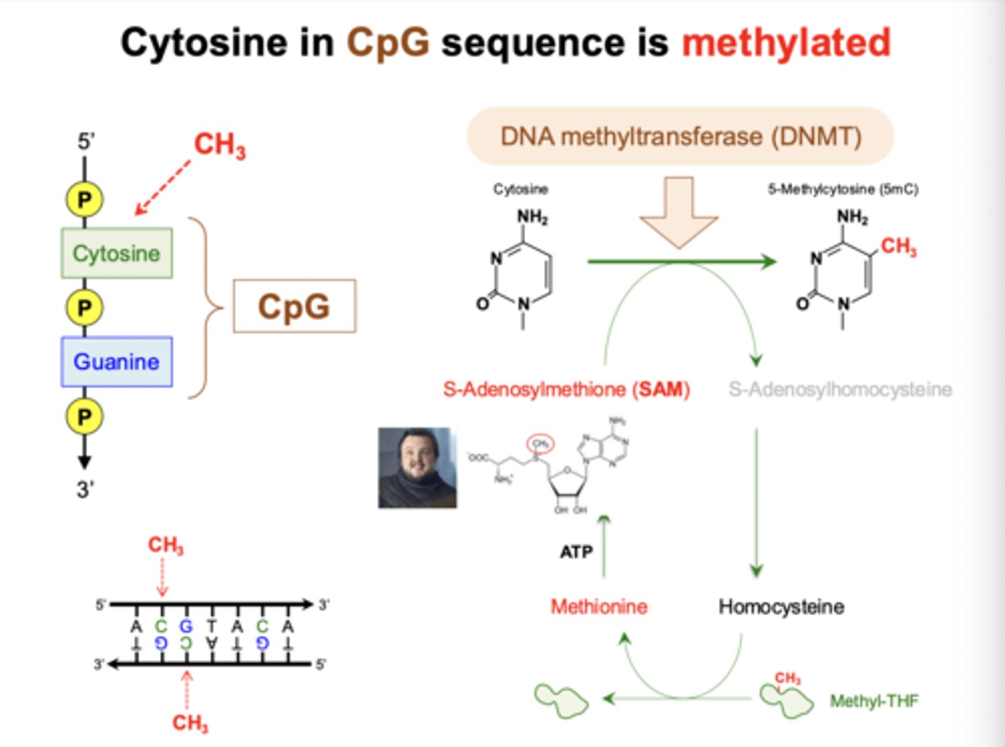 <p>- DNMT enzyme adds methyl group </p><p>- does not disturb G-C pairing </p><p>- affects DNA-protein interactions</p>
