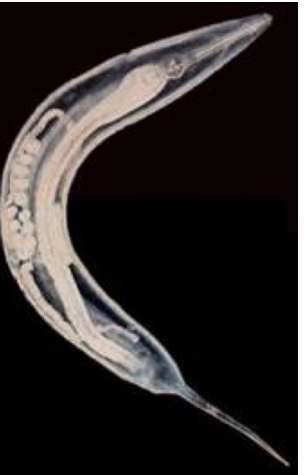 <p><strong><span data-name="horse_face" data-type="emoji">🐴</span> <em>Oxyuris equi</em></strong></p><p><em>FH: horse, location: LI</em></p><p><em>Common name: pinworms</em></p><p><span data-name="mag" data-type="emoji">🔍</span> Morphology</p><ul><li><p><strong>Females</strong>:</p><ul><li><p>Slender, sharp posterior end</p></li><li><p>Large, esophageal bulb</p></li><li><p>Swollen cuticle</p></li></ul></li><li><p><strong>Males</strong>:</p><ul><li><p>Much smaller</p></li></ul></li></ul><p><strong><span data-name="dna" data-type="emoji">🧬</span> Life Cycle</strong></p><ul><li><p>Direct</p><ol><li><p>Unembryonated eggs in SI hatch L3</p></li><li><p>Pass into large intestine and goes into the mucosa of cecum and colon</p></li><li><p>Molt to L4 (8-10 days)</p></li><li><p>Adult (2 months) elongate &amp; fertilized</p></li><li><p>Female to anus to lay eggs on perineal skin (yellowish/gray, 8-60000 eggs)</p></li><li><p>L3 inside egg (3-5 days)</p></li><li><p>FH rubs anus against surfaces</p></li></ol></li></ul><p><span data-name="pill" data-type="emoji">💊</span> Treatment: Ivermectin</p><p><span data-name="microscope" data-type="emoji">🔬</span> Diagnosis: Coprological with perianal swab </p><p></p>