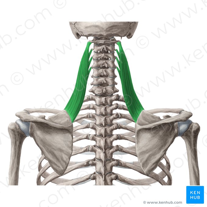 <p>O: TP of C1-C4 I: Vertical border of scapula from superior angle to root of spine N: C3-C4 and dorsal scapular (C5) nerve A: Elevates scapula and tilts glenoid cavity inferiorly</p>