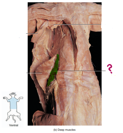 <p>protracts the ribs</p>