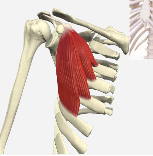 <p>Musculus Pectoralis Minor </p>