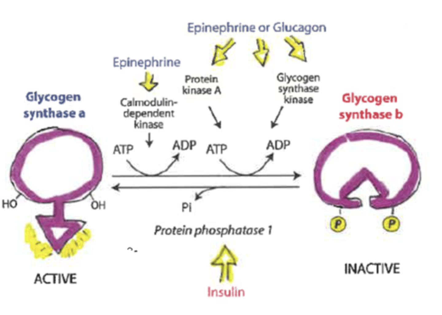 <p>*regulated primarily by reversible phosphorylation</p><p>DEPHOSPHORYLATION activates</p>
