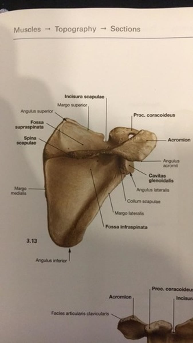 <p>fossa infraspinata</p>