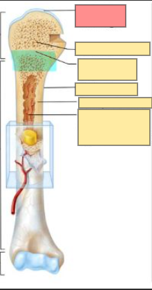 <ul><li><p>special type of hyaline cartilage that covers the end of epiphyses</p></li><li><p>provides smooth surface which forms a movable articulation</p></li></ul><p></p>
