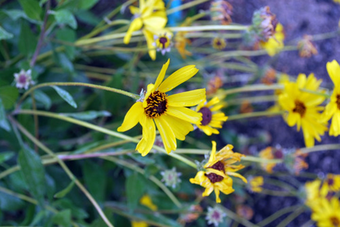 <p>Asteraceae. brittlebush</p>