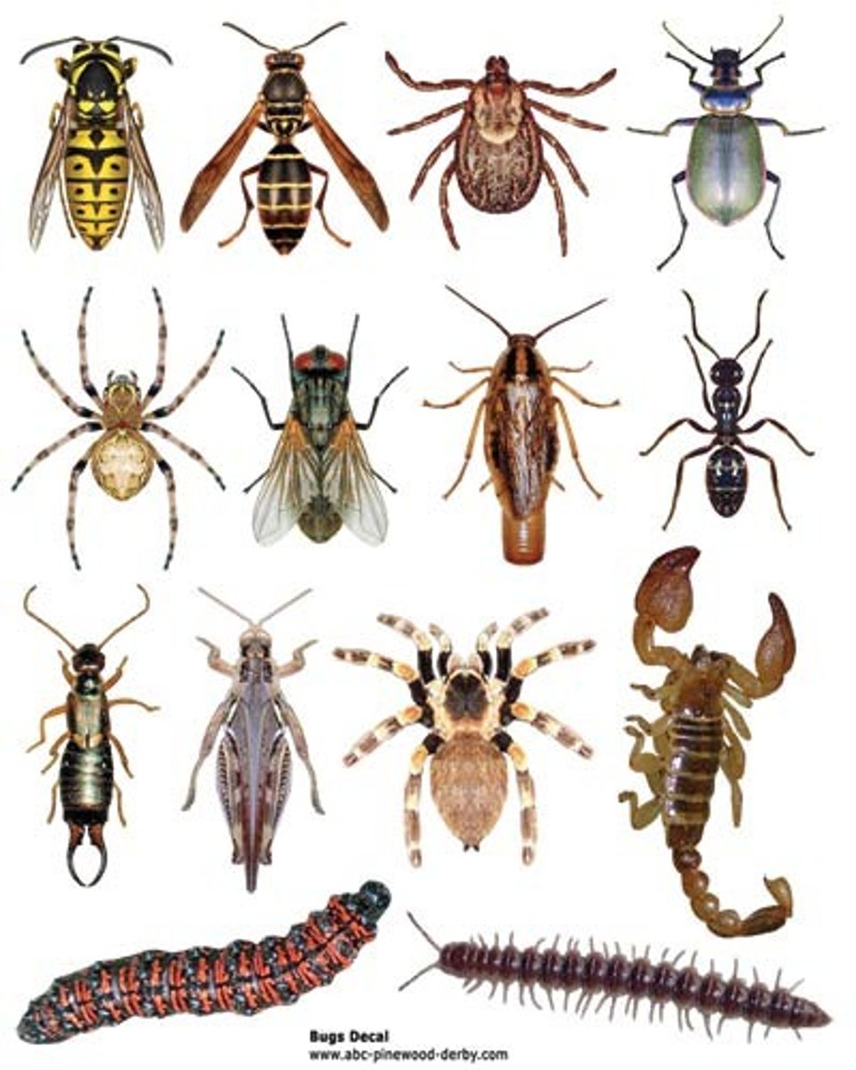 <p>animalitos; insectos</p>
