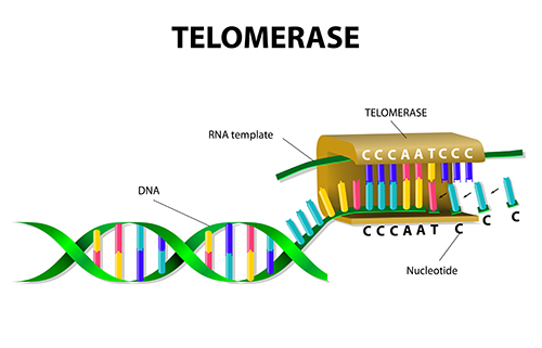 <p>-enzymes that synthesizes telomeres</p><p>-a ribonucleoprotein reverse transcription</p><p>-an enzyme that has a RNA molecule attached to it</p><ul><li><p>RNA—&gt;DNA</p></li></ul><p></p>