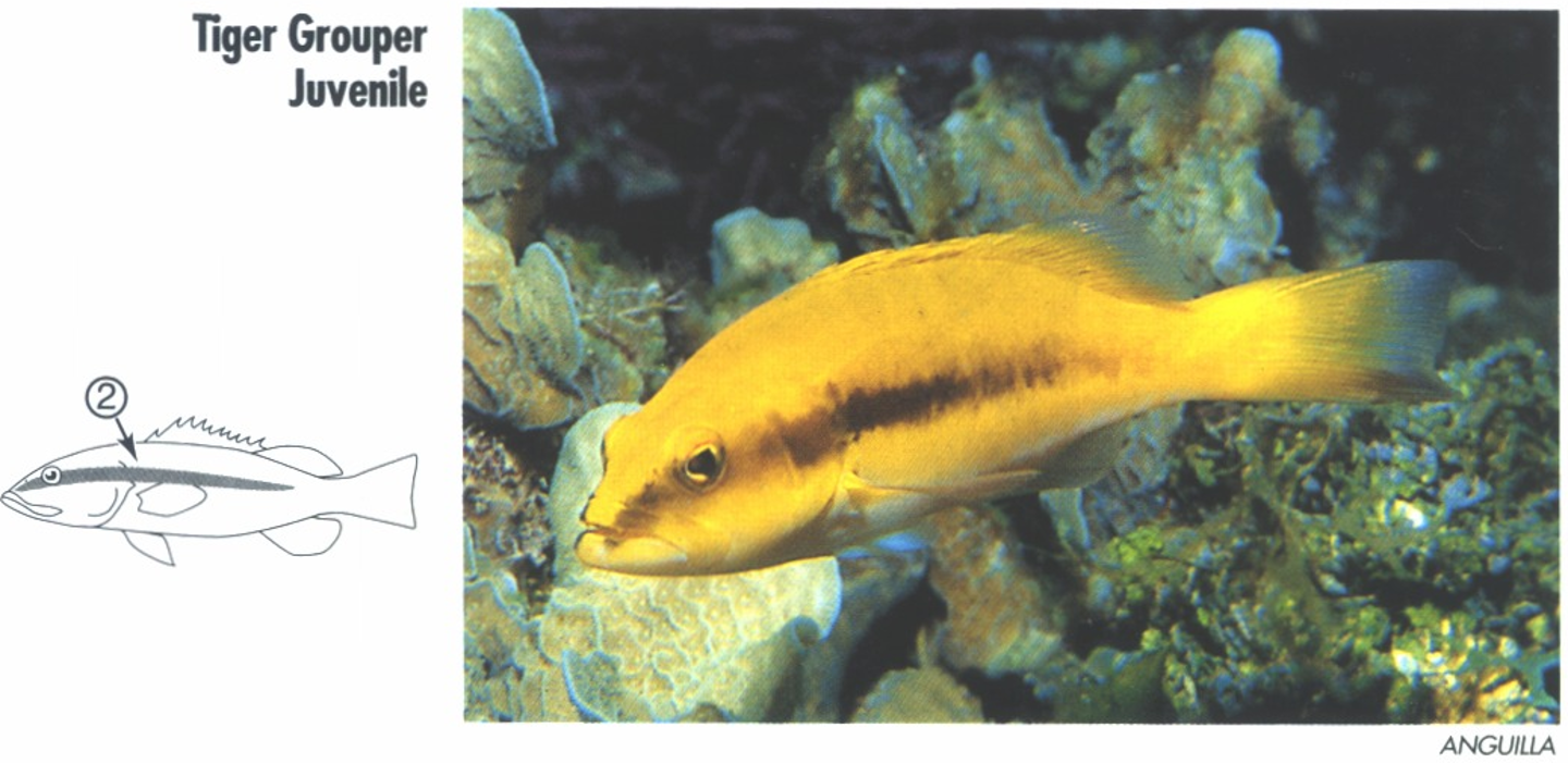 <p><span>Juveniles: Yellow. 2. Dusky midbody streak.</span></p>