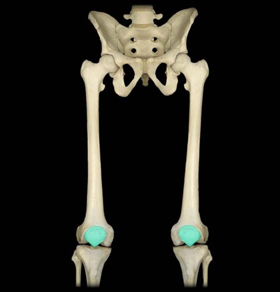 <p>the sesamoid bone which resides underneath the patellar ligament which protects the knee joint between the fibula, tibia, and femur.</p>