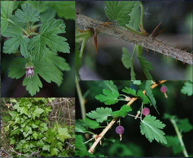 <p>- Stems with prickles</p><p>- Leaves simple, alternate</p><p>- Flowers in clusters of 2-3, pendant</p><p>- Leaves palmately lobed and veined</p><p>- Fruit a berry</p>