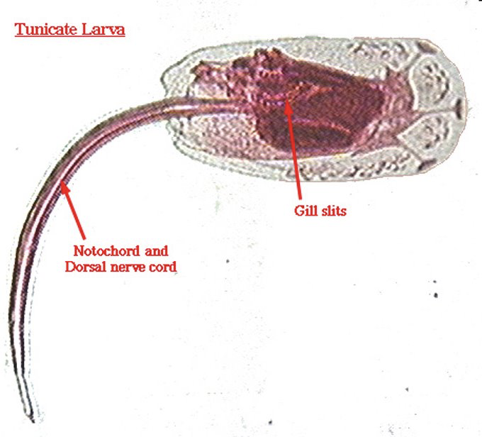 <p>Larval Stage of Tunicates </p>