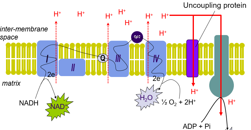 <p>Uncoupler = Allows H+ into matrix <strong>without making ATP</strong> = Uncoupled system</p>