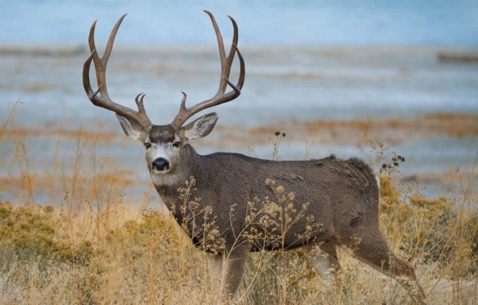 <p>Mule deer</p>