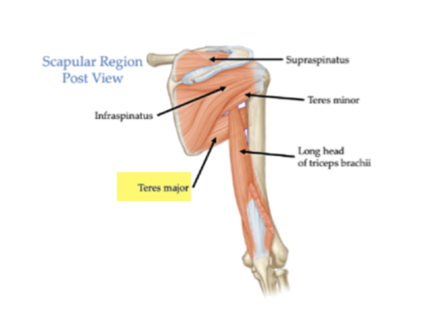 <p>Inferior angle (point of scapula)</p>
