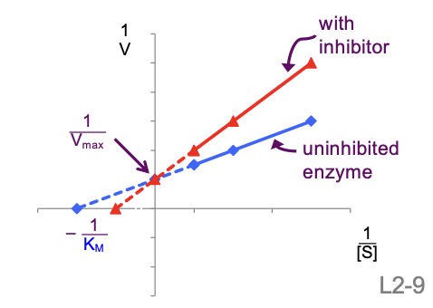 <ul><li><p>V’max = Vmax: y intercept is the same</p></li><li><p>Km is changed: x intercept is different</p></li></ul><p>(V’max = max rate in presence of inhibitor)</p><p>competitive inhibition can be overwhelmed by increasing [S] = Vmax unaffected</p>