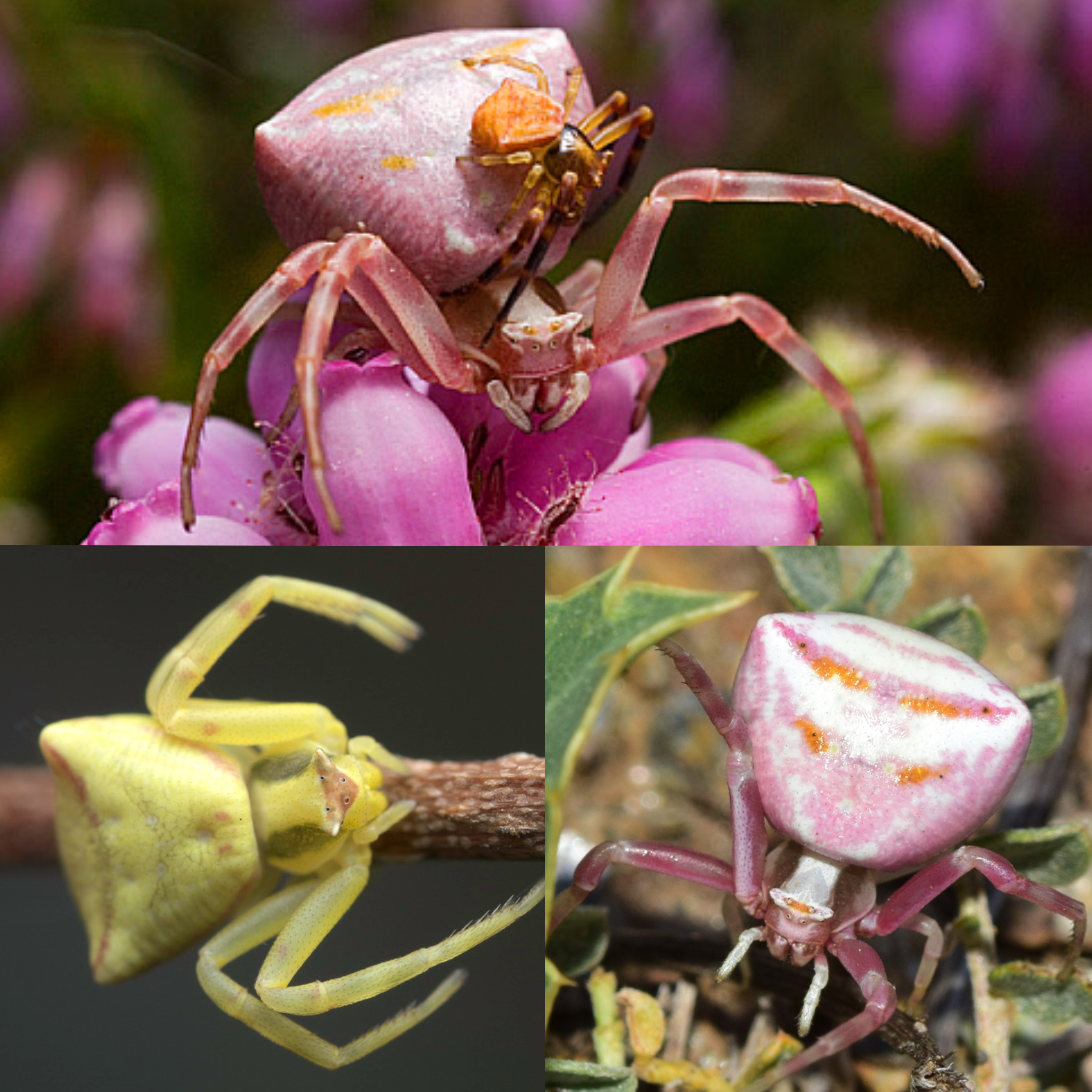 <p>Kmeň: Arthropoda</p><p>Amandibulata</p><p>Podkmeň: Chelicerata</p><p>Trieda: Arachnida</p><p>Rad: Araneae</p>