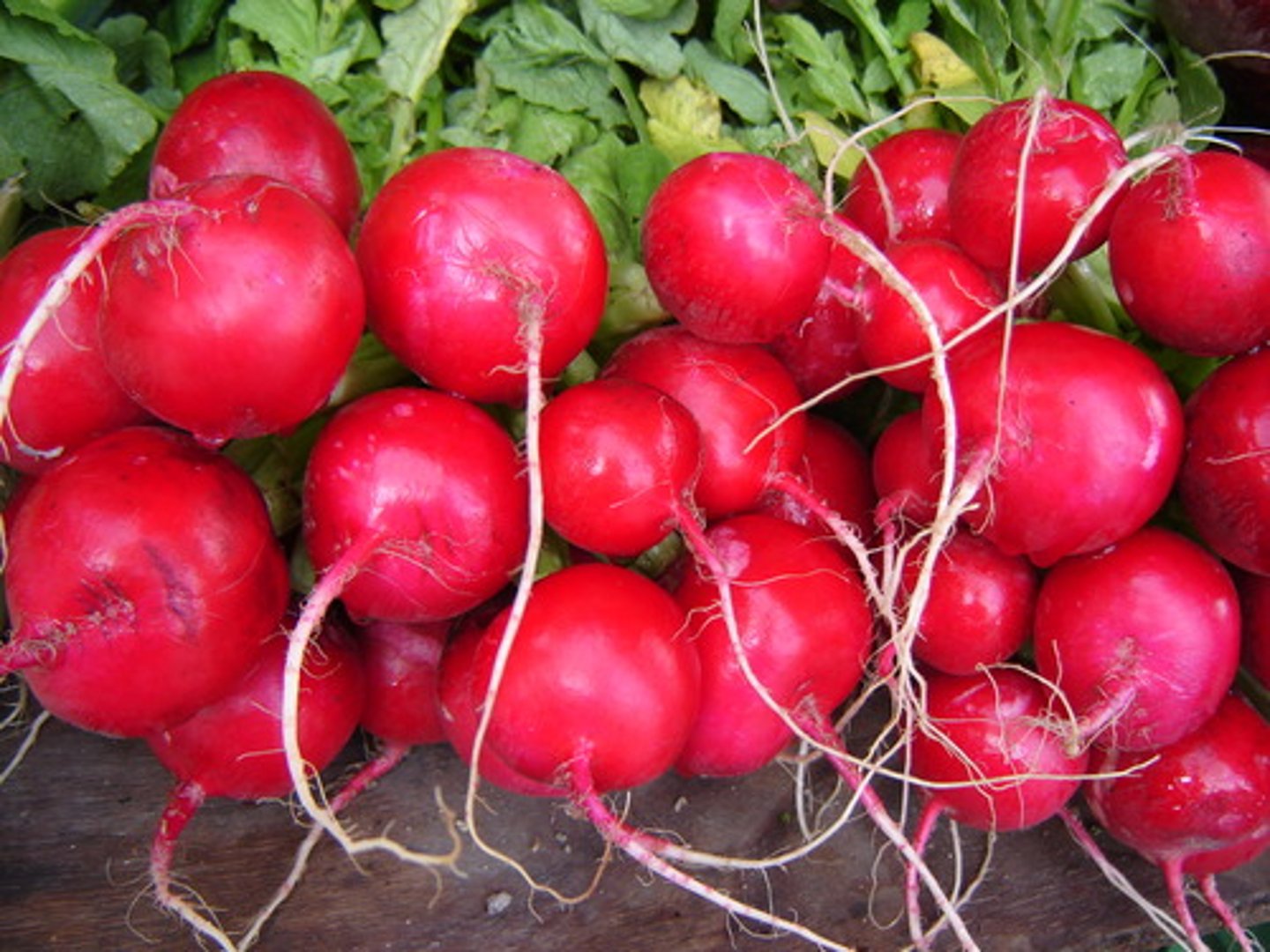 <p>radish</p>