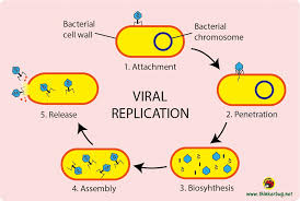 <ol><li><p>Virus attaches to host cell, injects nucleic acid.</p></li><li><p>Cell makes copies of DNA.</p></li><li><p>Cell makes proteins, structures and assemble new viruses.</p></li><li><p>Cell bursts and releases new viruses.</p></li></ol>