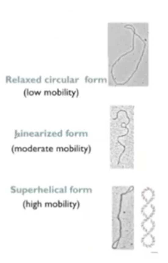 <p>Super coiled. </p><ul><li><p>Uncut and circular are the slowest and are not shown the most</p></li><li><p>Linear is in medium. </p></li></ul><p></p>