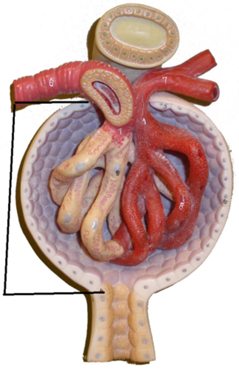 <p>glomerulus + bowman's capsule =</p>