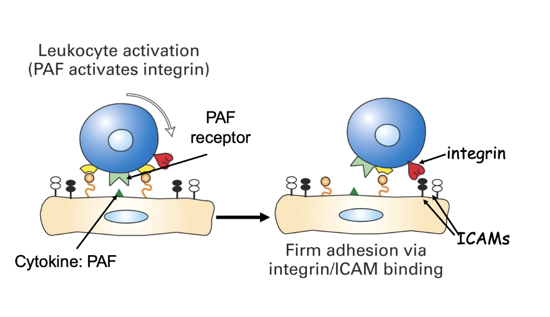 <ul><li><p>During <strong>slow rolling</strong>, neutrophil interacts with <strong>PAF</strong> (platelet activating factor) on endothelium</p></li><li><p>PAF binds to <strong>PAF receptor</strong> (a GPCR) on neutrophil</p></li><li><p>Other neutrophil receptors: <strong>CXCR1, CXCR2</strong> (also GPCRs)</p></li><li><p>PAF binding triggers <strong>intracellular signaling</strong></p><ul><li><p>Changes in <strong>gene expression</strong></p></li><li><p>Activation of <strong>integrin adhesion molecules</strong></p></li></ul></li><li><p>Activated <strong>integrins</strong> bind to <strong>ICAMs</strong> (intercellular adhesion molecules) on endothelium</p></li><li><p>Result: <strong>Firm adhesion</strong> (tight binding) to endothelial surface</p></li></ul><p></p>