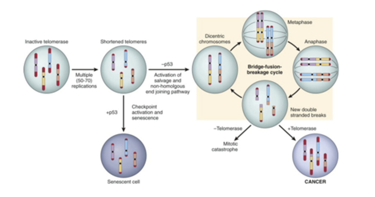 <p>limitless replicative potential model</p>