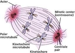 A radial array of short microtubules that extends from each centrosome toward the plasma membrane in an animal cell undergoing mitosis.