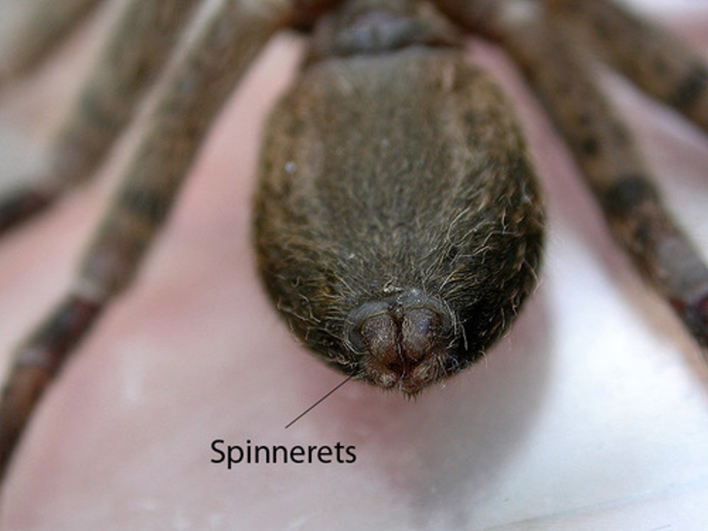 <p>spin silk (on abdomen)</p>
