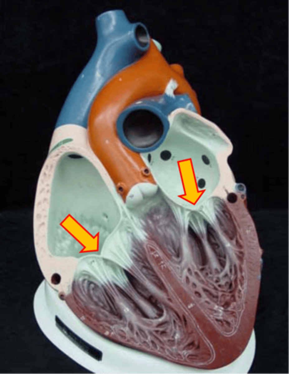<p>one of two valves that control the blood flow between the atria and ventricles (bicuspid and tricuspid valves)</p>