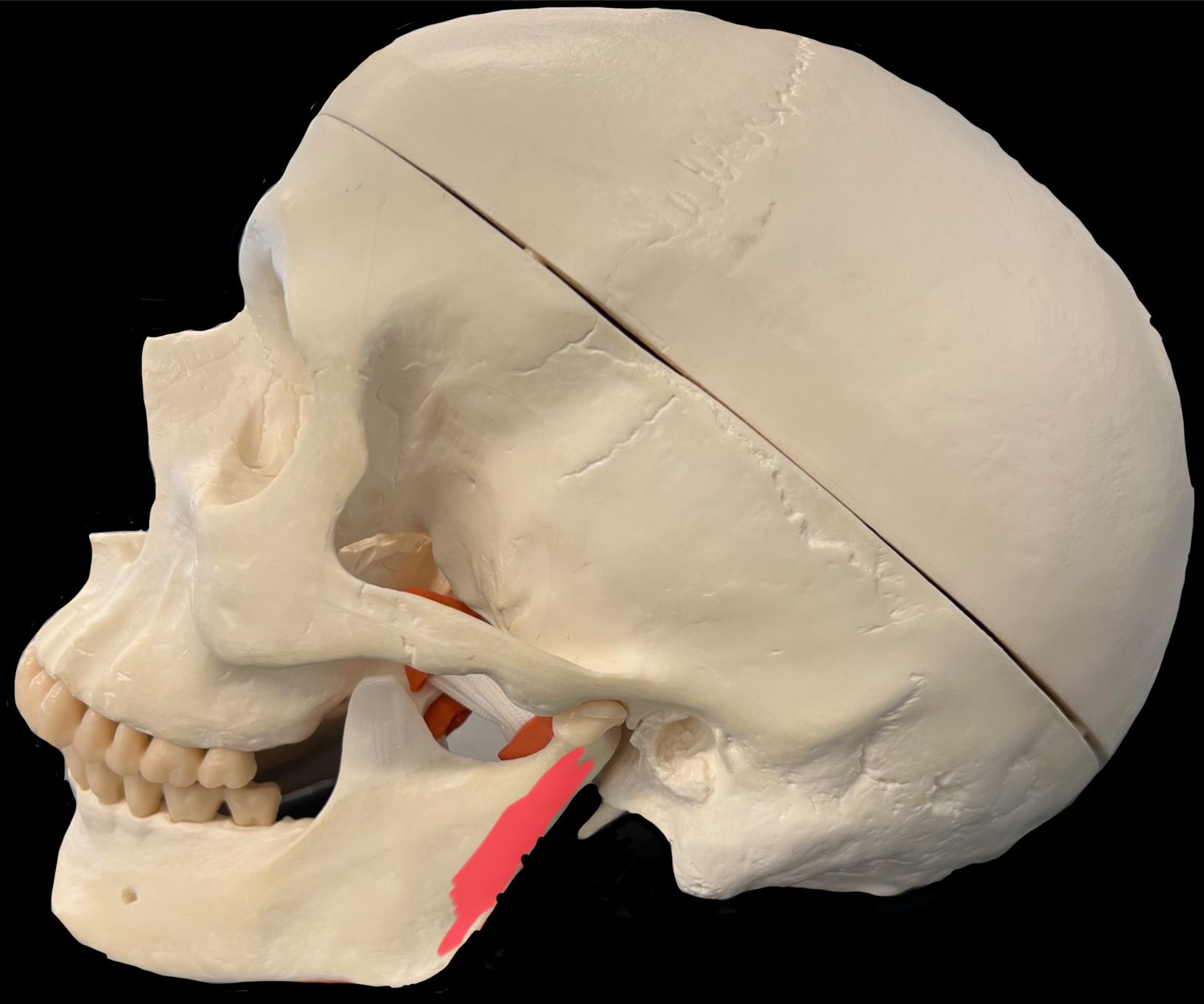 What is highlighted in red?