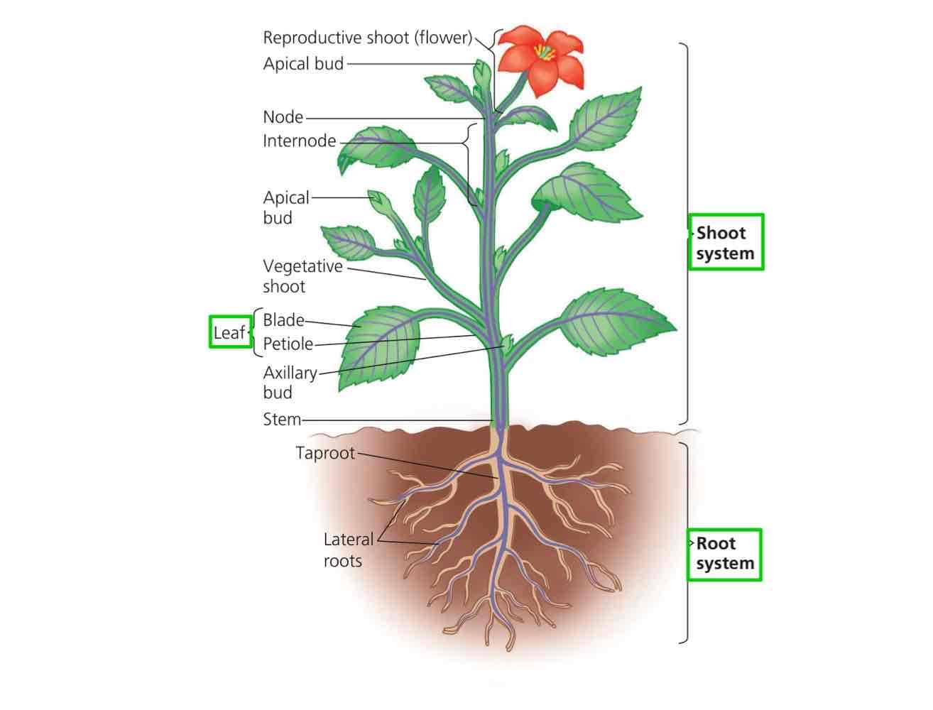 <p>Roots, stem, and leaves.</p>