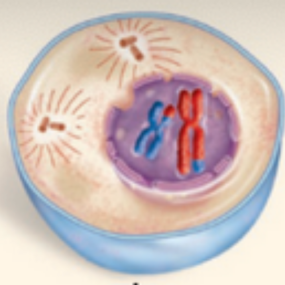 <p>What phase of meiosis is happening here?</p>