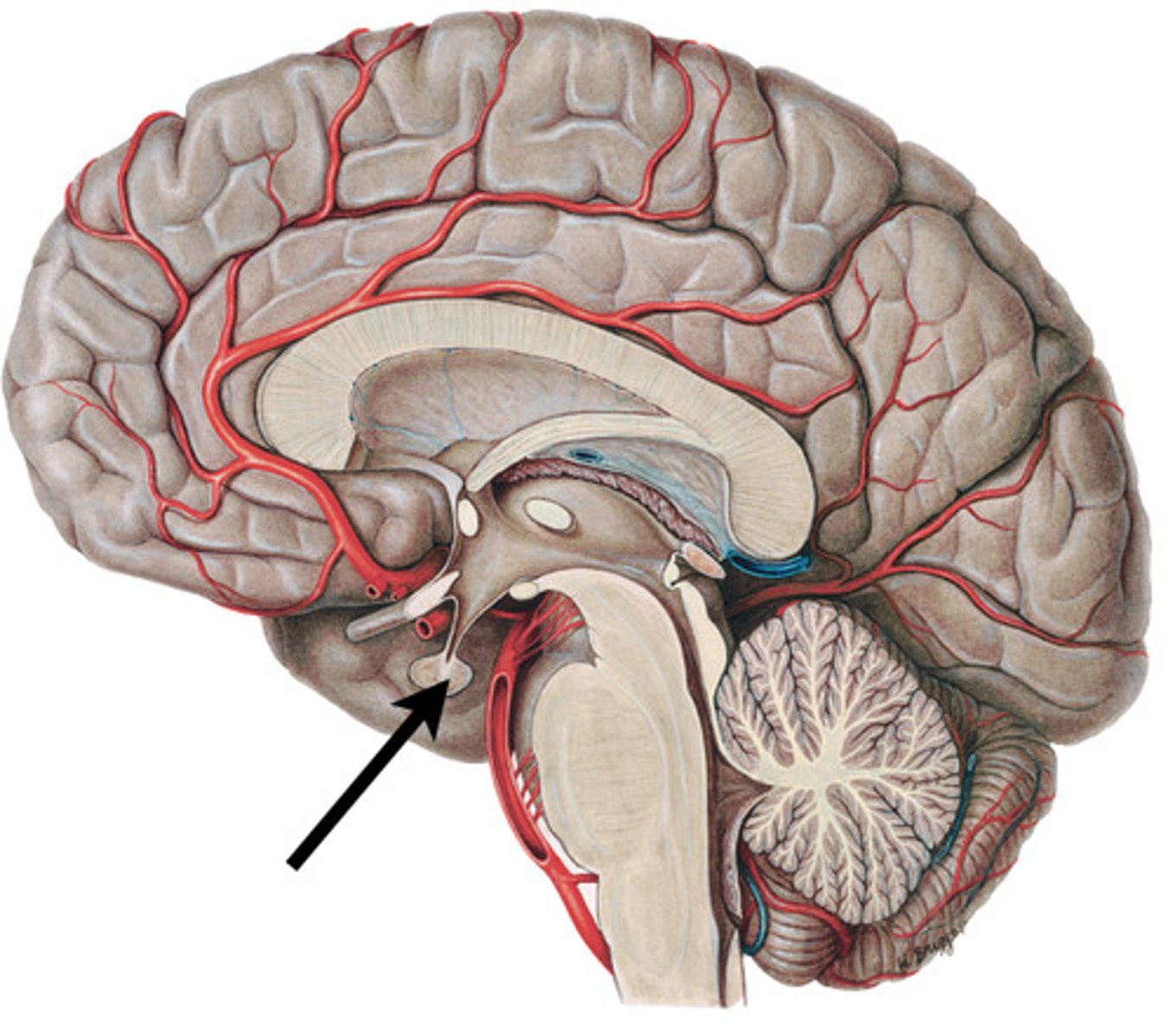 <p>hormonutsöndring</p>