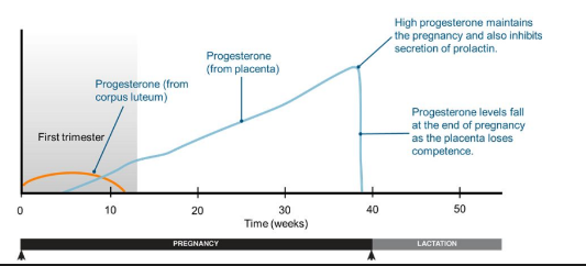 During the first 12 weeks of pregnancy, the corpus luteum secretes enough progesterone to maintain the uterine lining and sustain the developing embryo 

* After this, the placenta takes over as the primary endocrine organ of pregnancy. 
* It also prepares the mammary glands for lactation and inhibits
