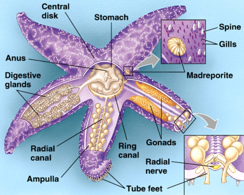 <ul><li><p>everted stomach</p></li></ul><p></p>